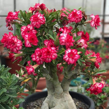 【测试商品】🏠🤗Desert Rose Bulbs💥Heat Resistant & Super Easy Care🌹🌵