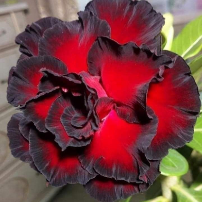 【测试商品】🏠🤗Desert Rose Bulbs💥Heat Resistant & Super Easy Care🌹🌵