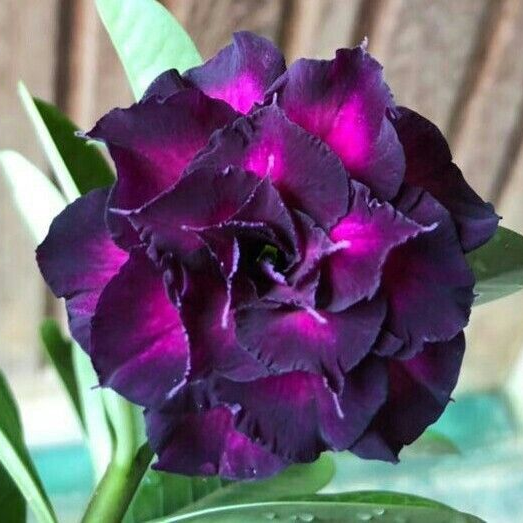 【测试商品】🏠🤗Desert Rose Bulbs💥Heat Resistant & Super Easy Care🌹🌵