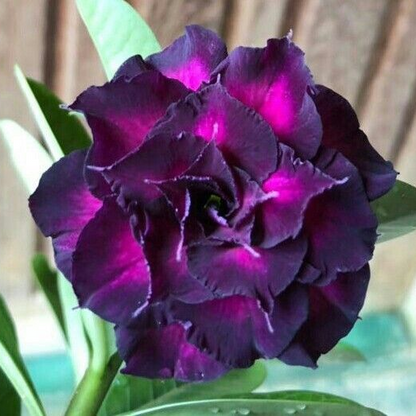 【测试商品】🏠🤗Desert Rose Bulbs💥Heat Resistant & Super Easy Care🌹🌵