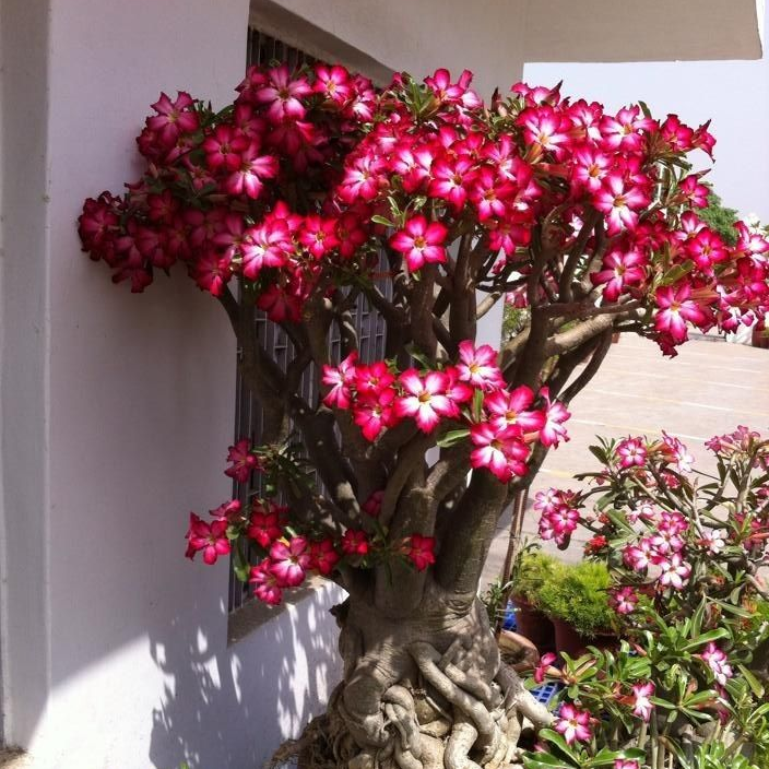 【测试商品】🏠🤗Desert Rose Bulbs💥Heat Resistant & Super Easy Care🌹🌵