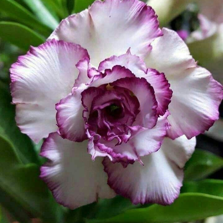 【测试商品】🏠🤗Desert Rose Bulbs💥Heat Resistant & Super Easy Care🌹🌵