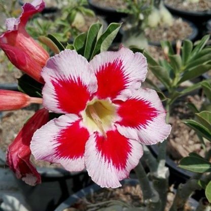 【测试商品】🏠🤗Desert Rose Bulbs💥Heat Resistant & Super Easy Care🌹🌵