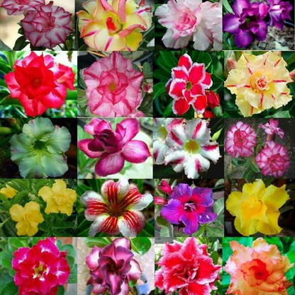 【测试商品】🏠🤗Desert Rose Bulbs💥Heat Resistant & Super Easy Care🌹🌵