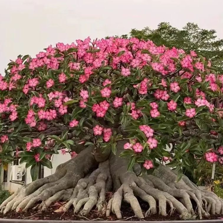 【测试商品】🏠🤗Desert Rose Bulbs💥Heat Resistant & Super Easy Care🌹🌵