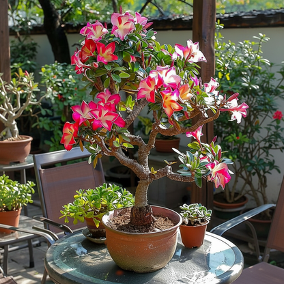 【测试商品】🏠🤗Desert Rose Bulbs💥Heat Resistant & Super Easy Care🌹🌵