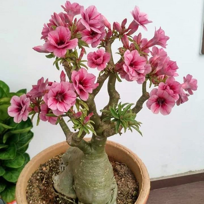 【测试商品】🏠🤗Desert Rose Bulbs💥Heat Resistant & Super Easy Care🌹🌵