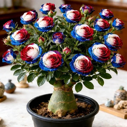 【测试商品】🏠🤗Desert Rose Bulbs💥Heat Resistant & Super Easy Care🌹🌵